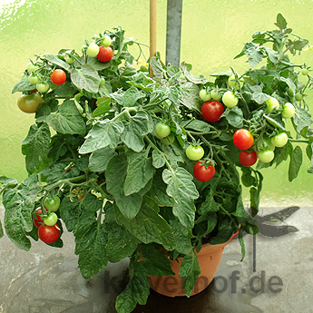 Roter Cherry Tomatenstrauch