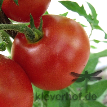 Rote Paradeiser
