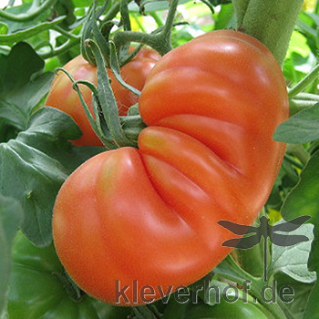 Orange Paradeiser