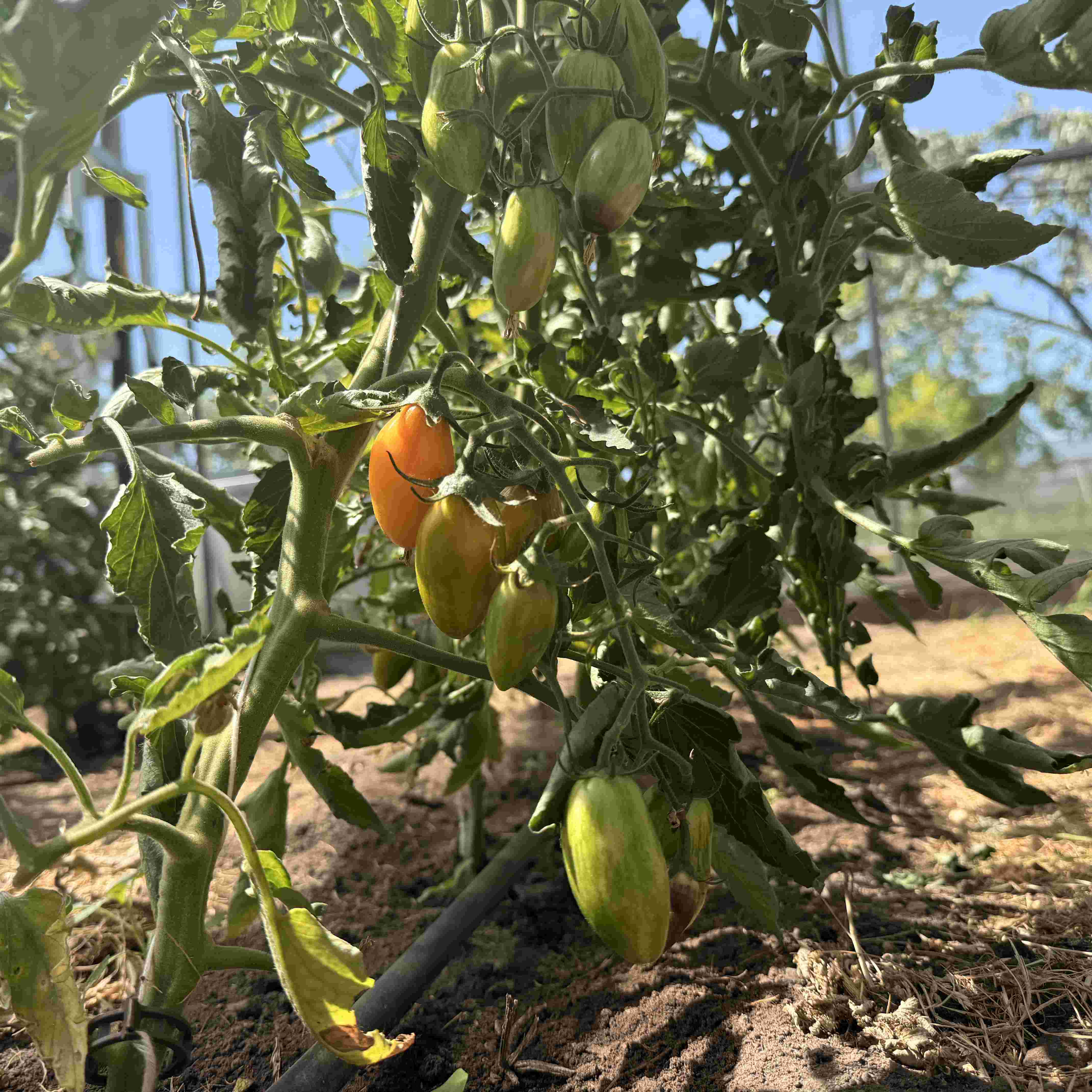 Tomatensaatgut Blush