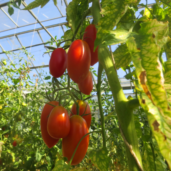 Rote längliche Tomatenfrucht