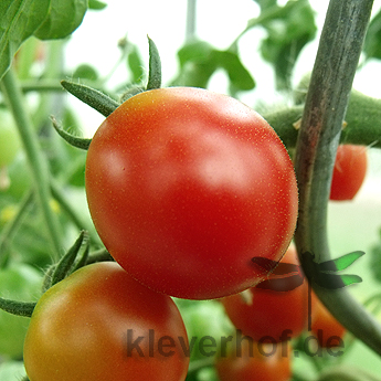 Rote cherry Tomatensorte mit schönem Geschmack