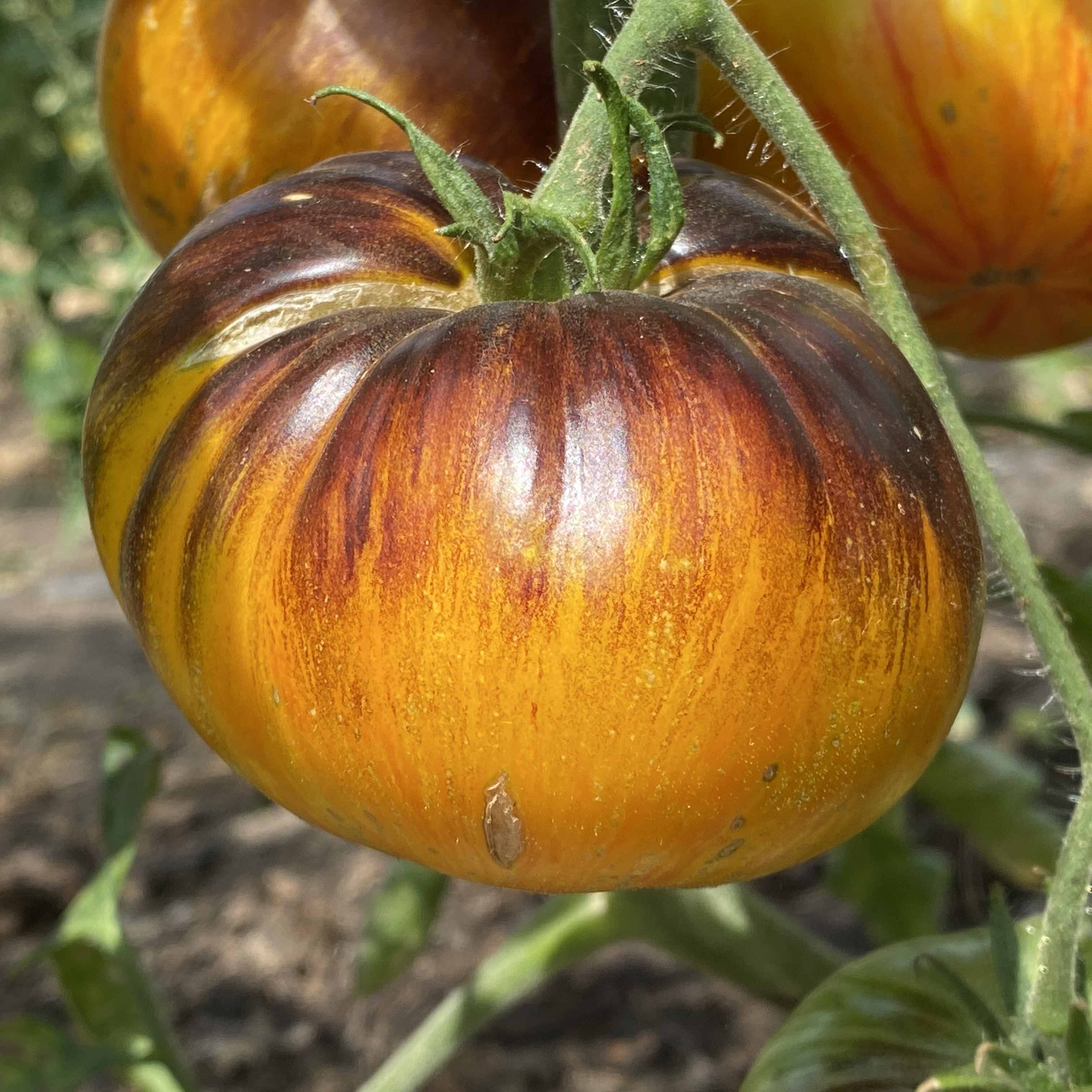 Tomatensaatgut Alice's Dream