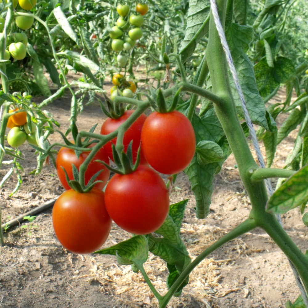 Roter Cherry Tomatenstauch