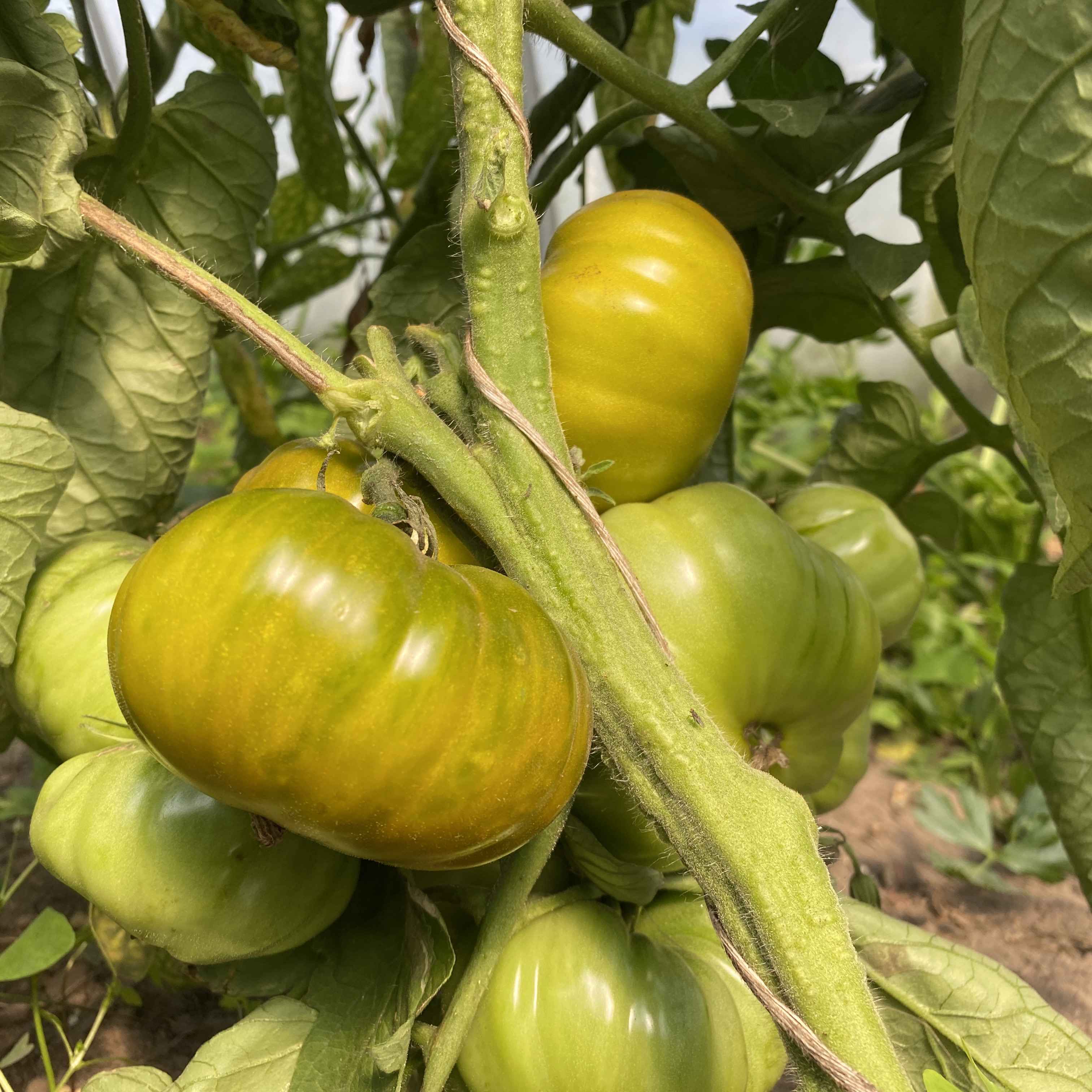 Tomatensaatgut Grüne Helarios
