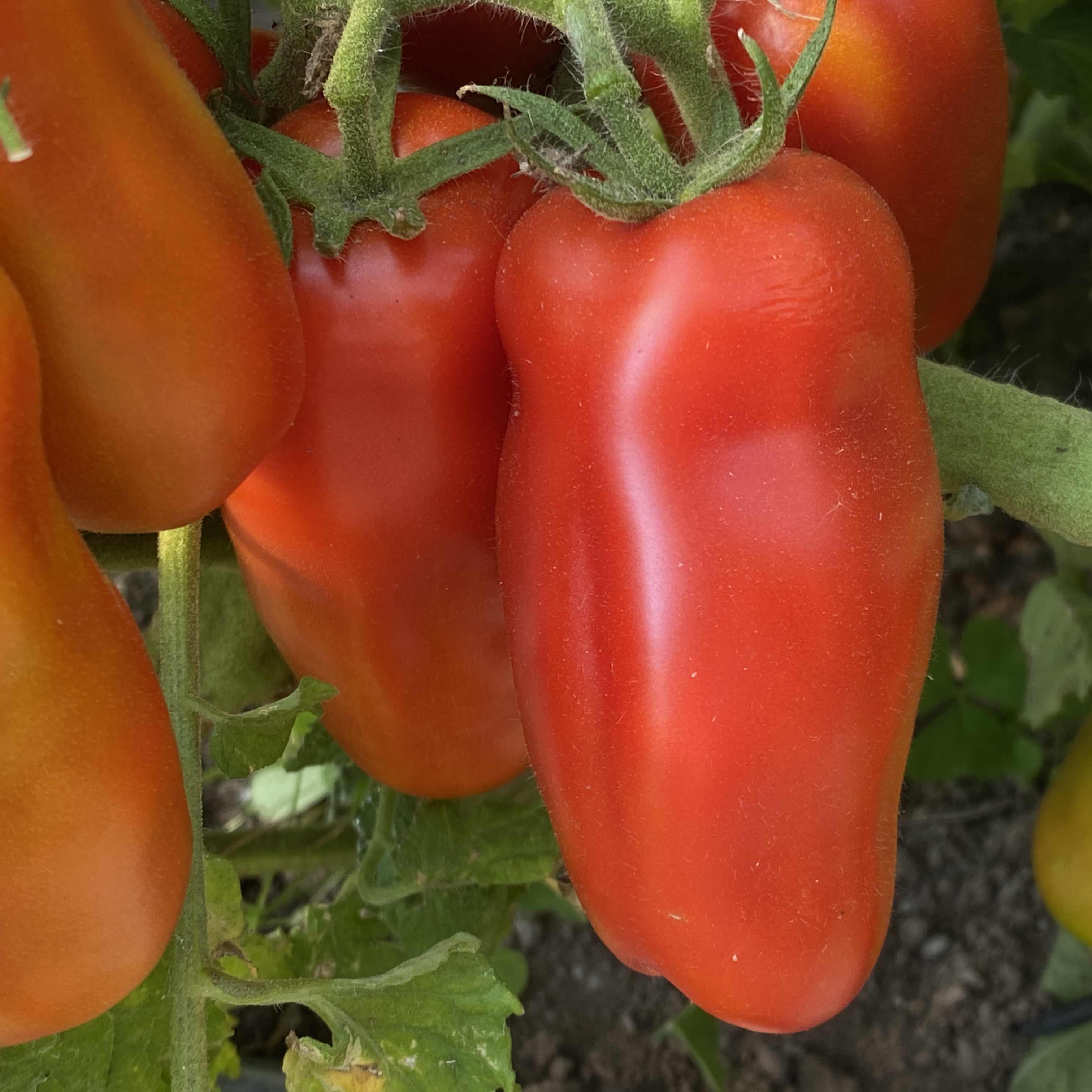 Tomatensaatgut Firewood