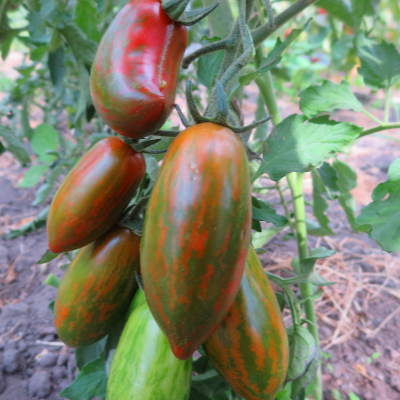 Braun und Grün gestreifte längliche Tomate 