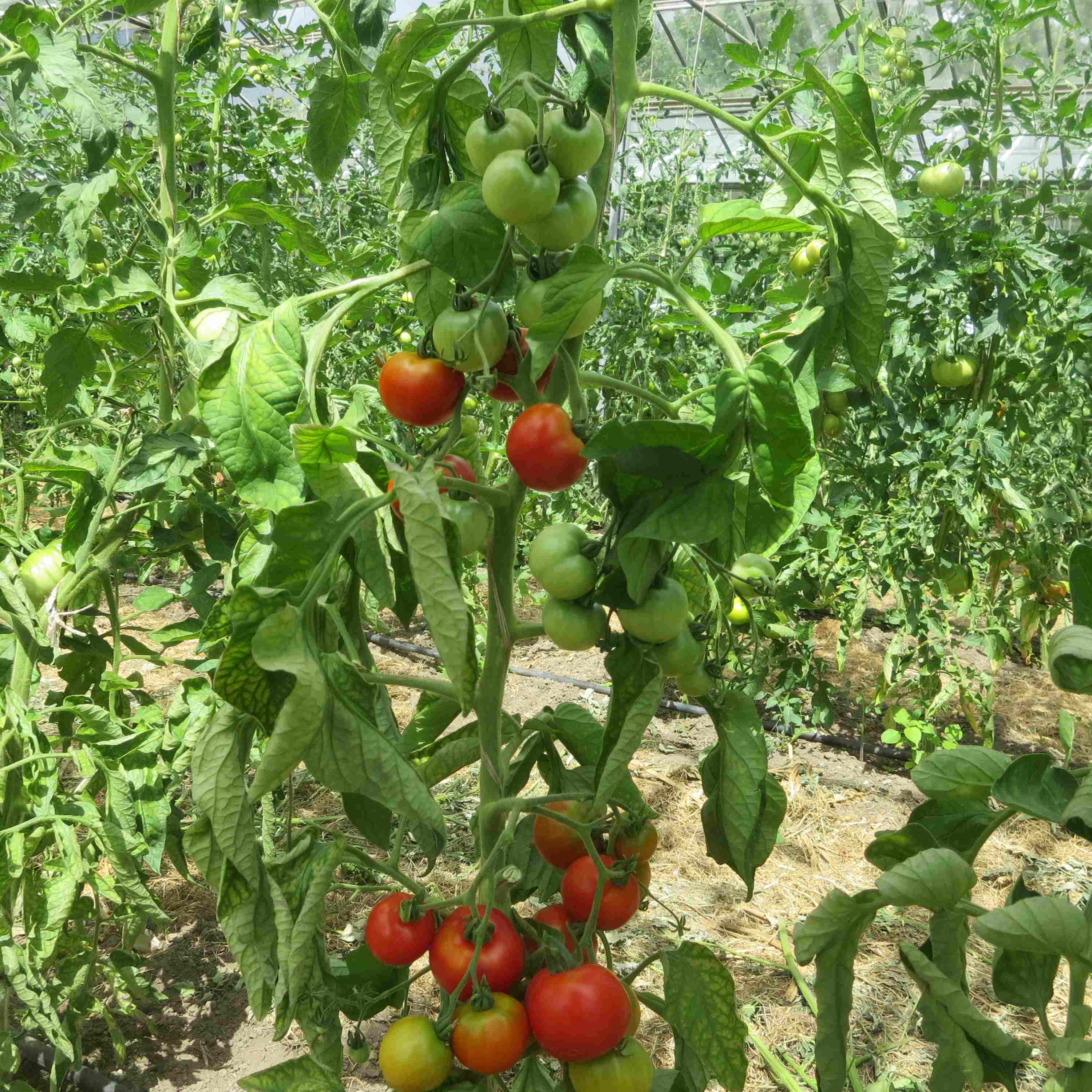 Tomatenpflanze mit Harzfeuer Früchten