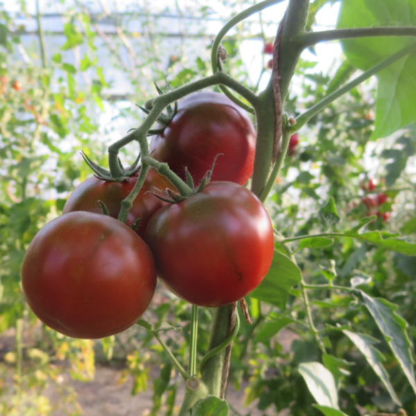 Rote Tomatenfrucht mit gutem Geschmack