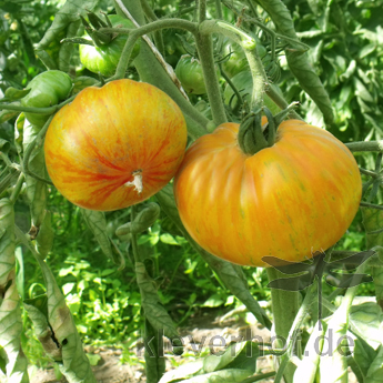 Gelb/Rote Tomatenfrucht mit außergewöhnlichem Geschmack