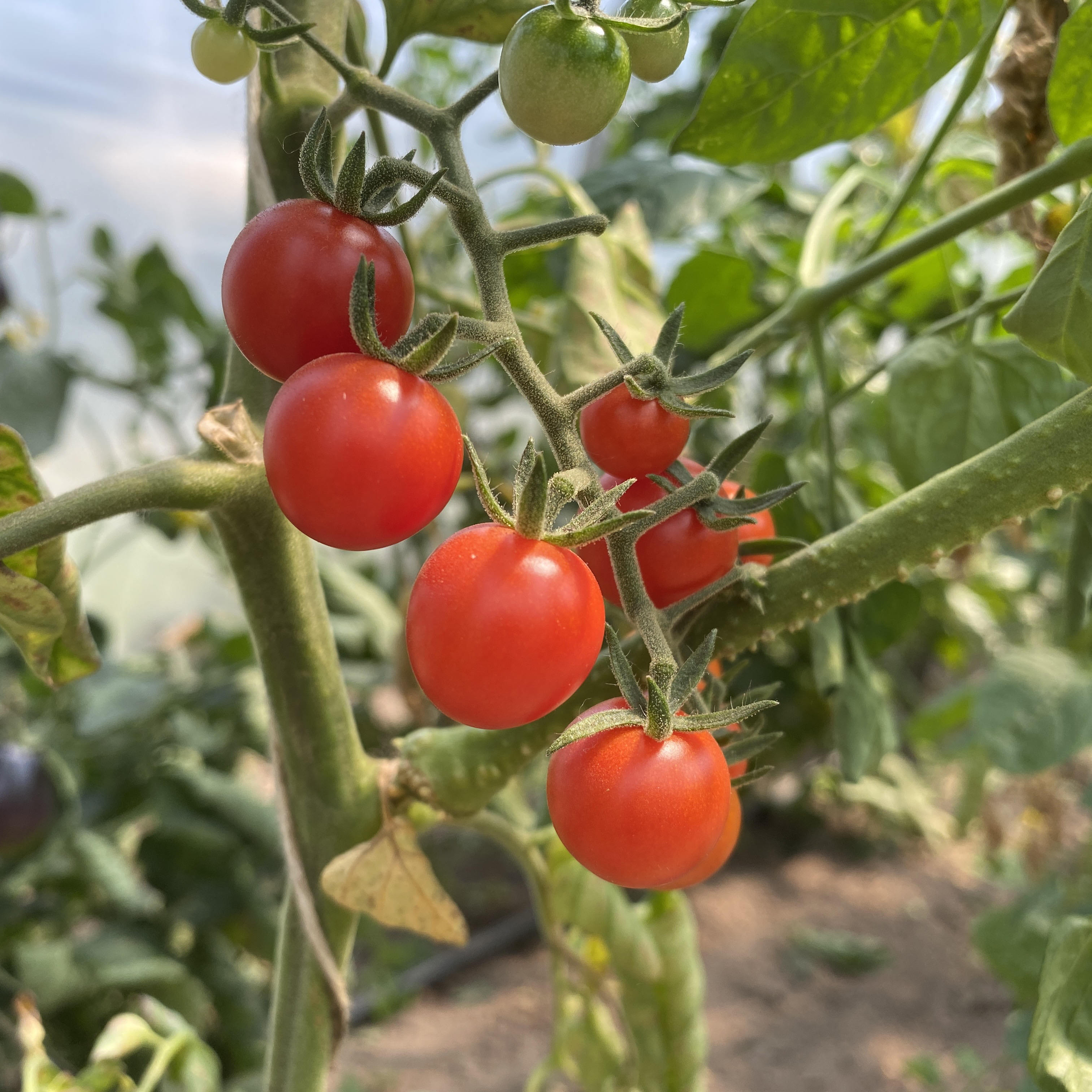 Tomatensaatgut World's Smallest