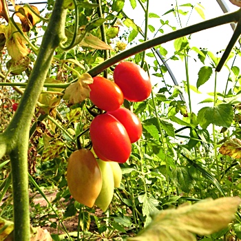 Rote Birnen Tomate mit Geschmack