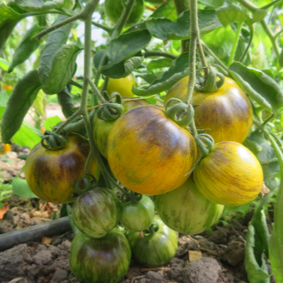 Gelbe und Blau gestreifte leckere Tomatenfrucht
