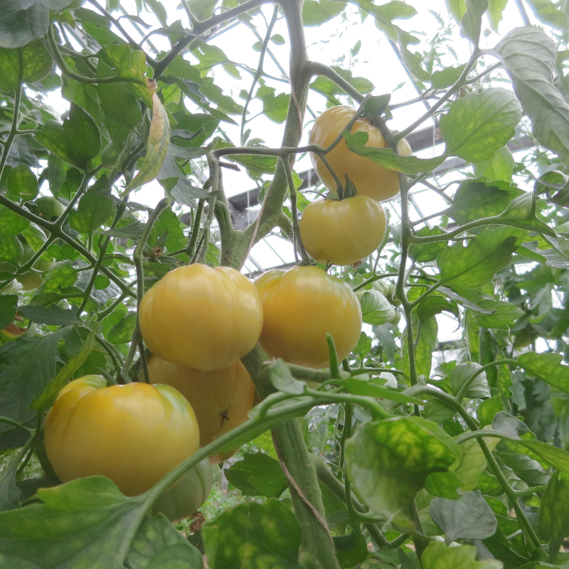 Schöne Weiße Tomate mit super Geschmack