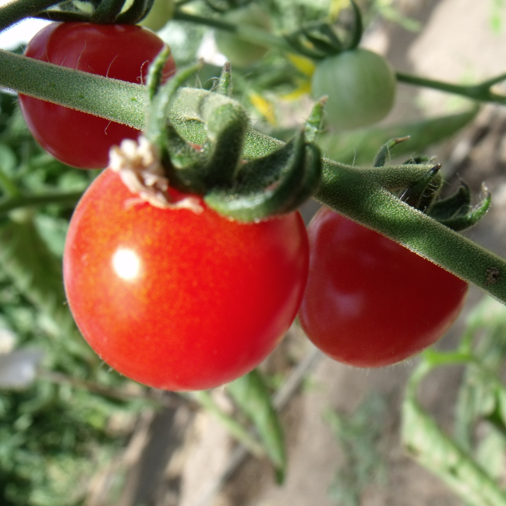 Glänzend rote Tomate