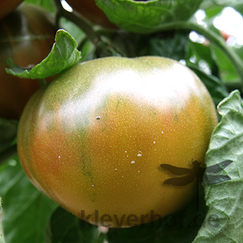 Rote Tomatensorte mit Grünen Streifen