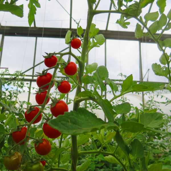 Rote Liebesäpfel