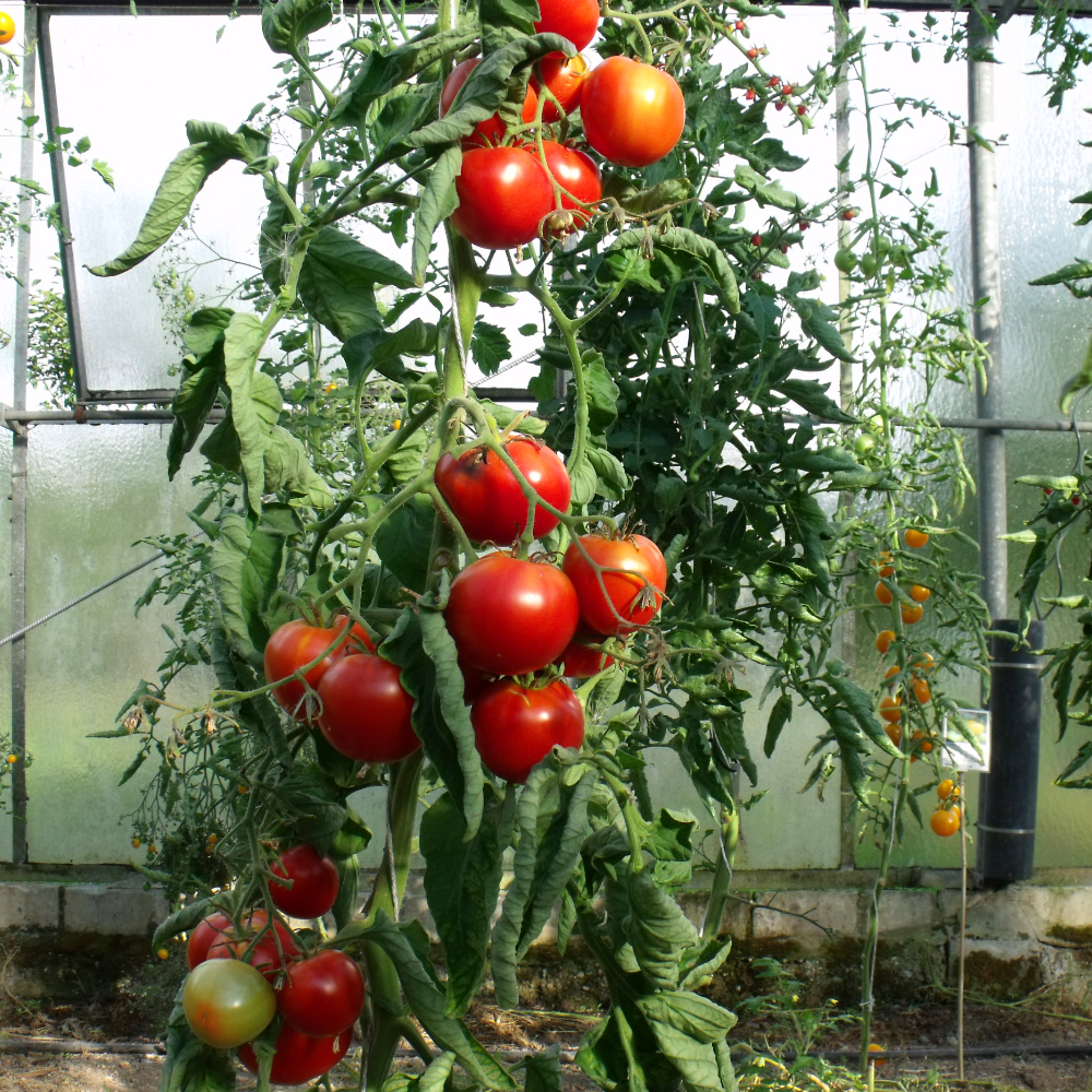 Prallrote Tomatenfrucht