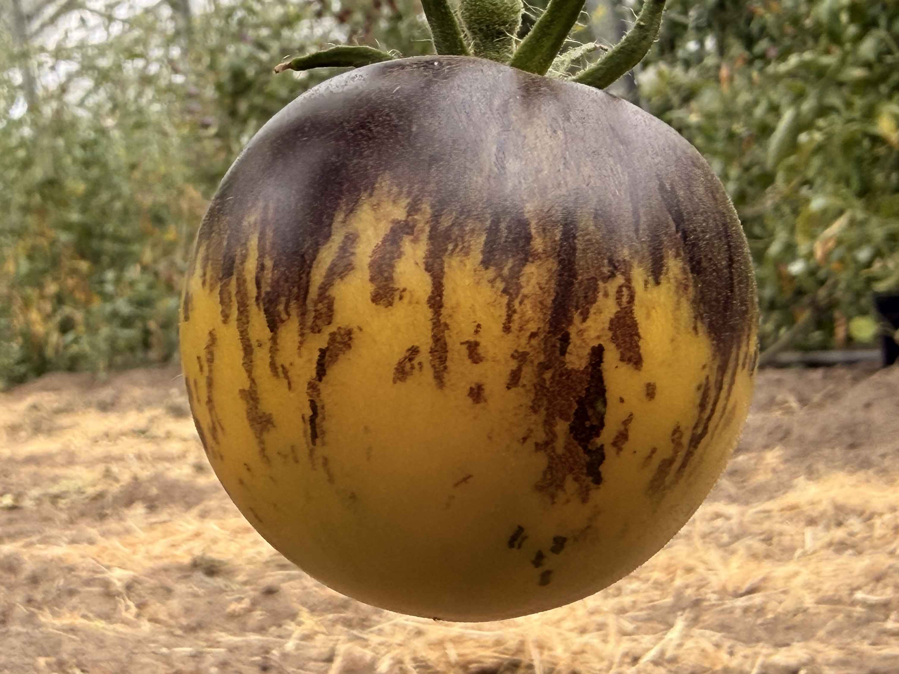 Tomatensaatgut Märchenmond