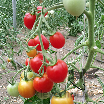 Rote Tomatensorte mit schönem Geschmack