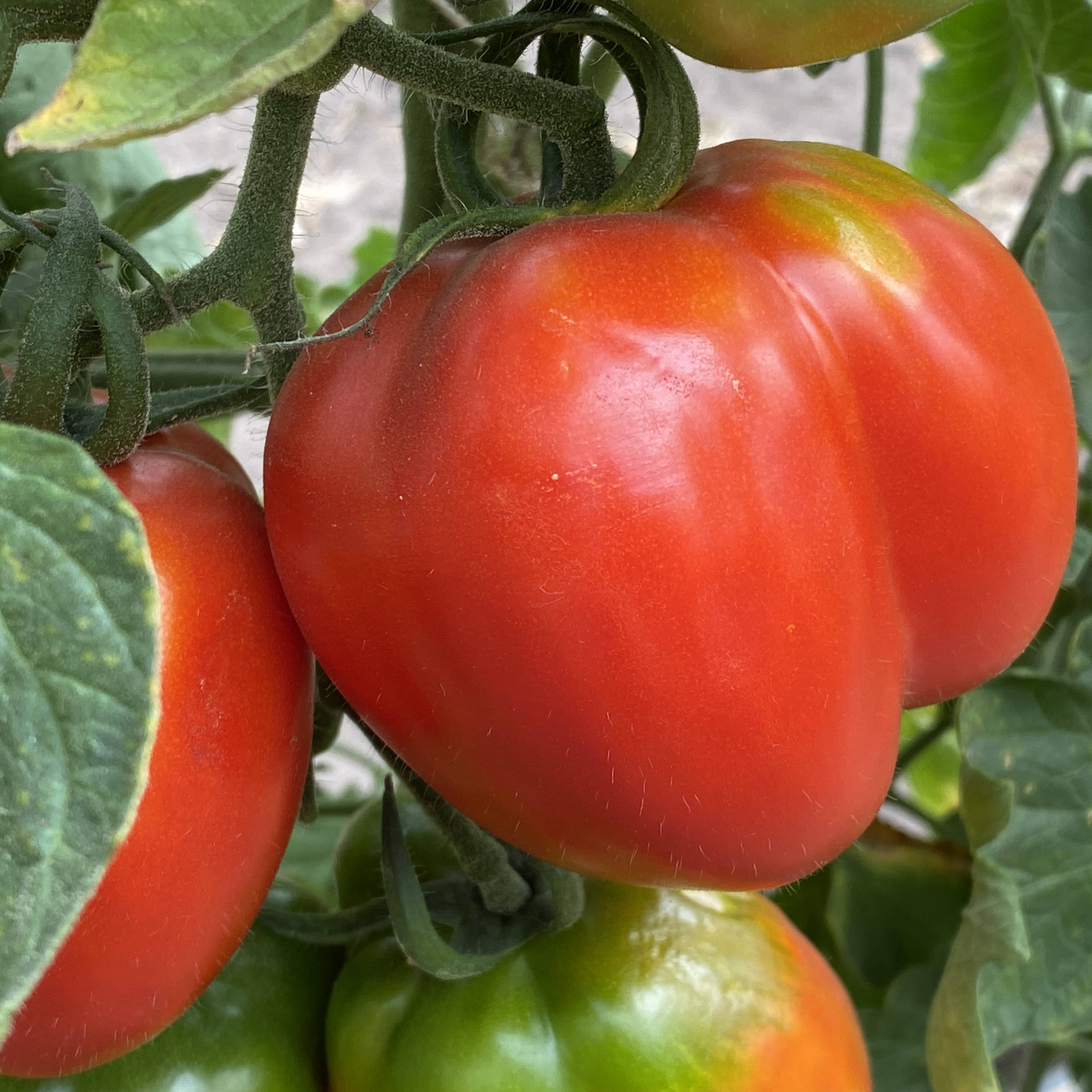 Tomatensaatgut Liberty Bell