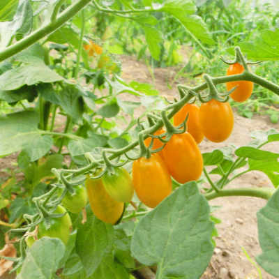 Kleine Gelbe Cherry Tomatenpflanze