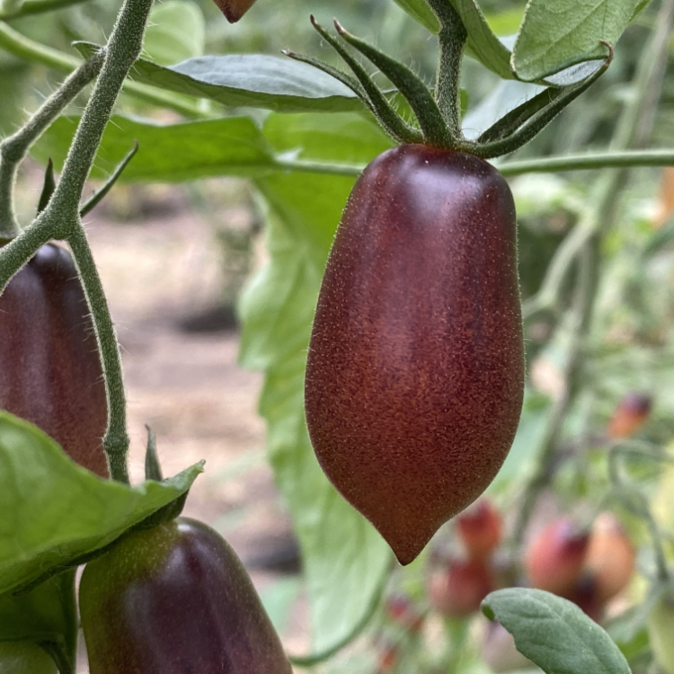 Rot und Blaue Tomatenraritäten mit Geshcmack