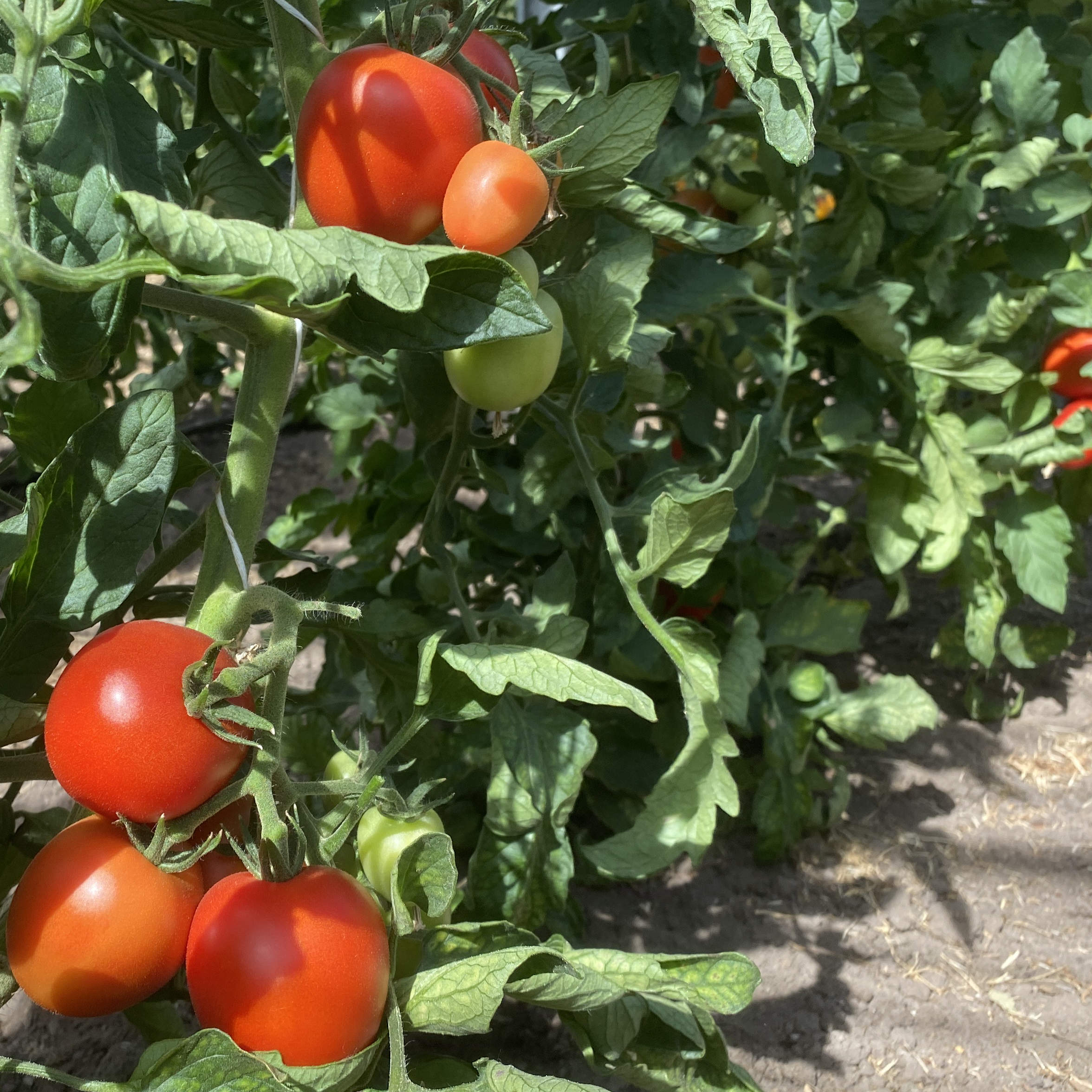 Tomatensaatgut Monda
