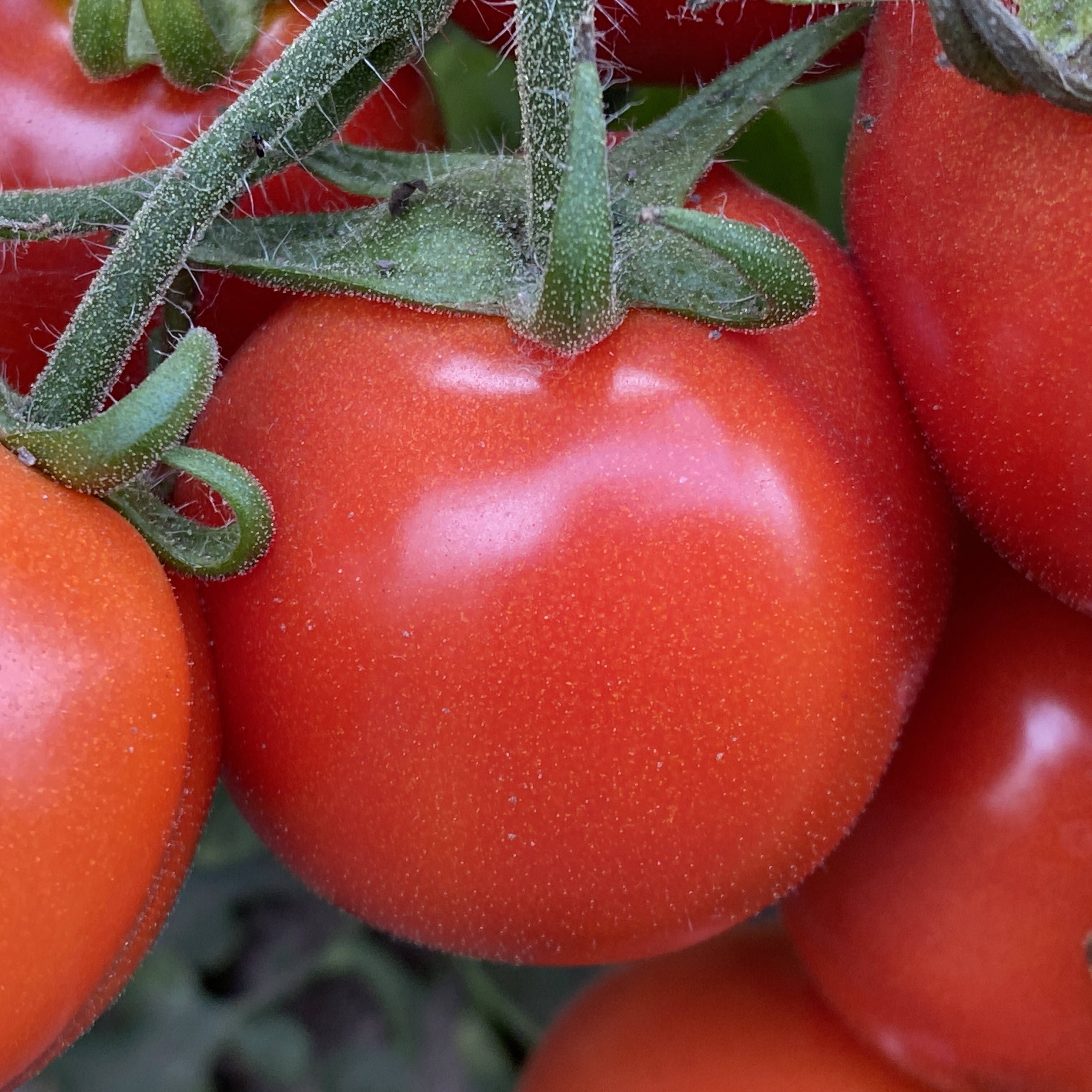 Tomatensaatgut Uta