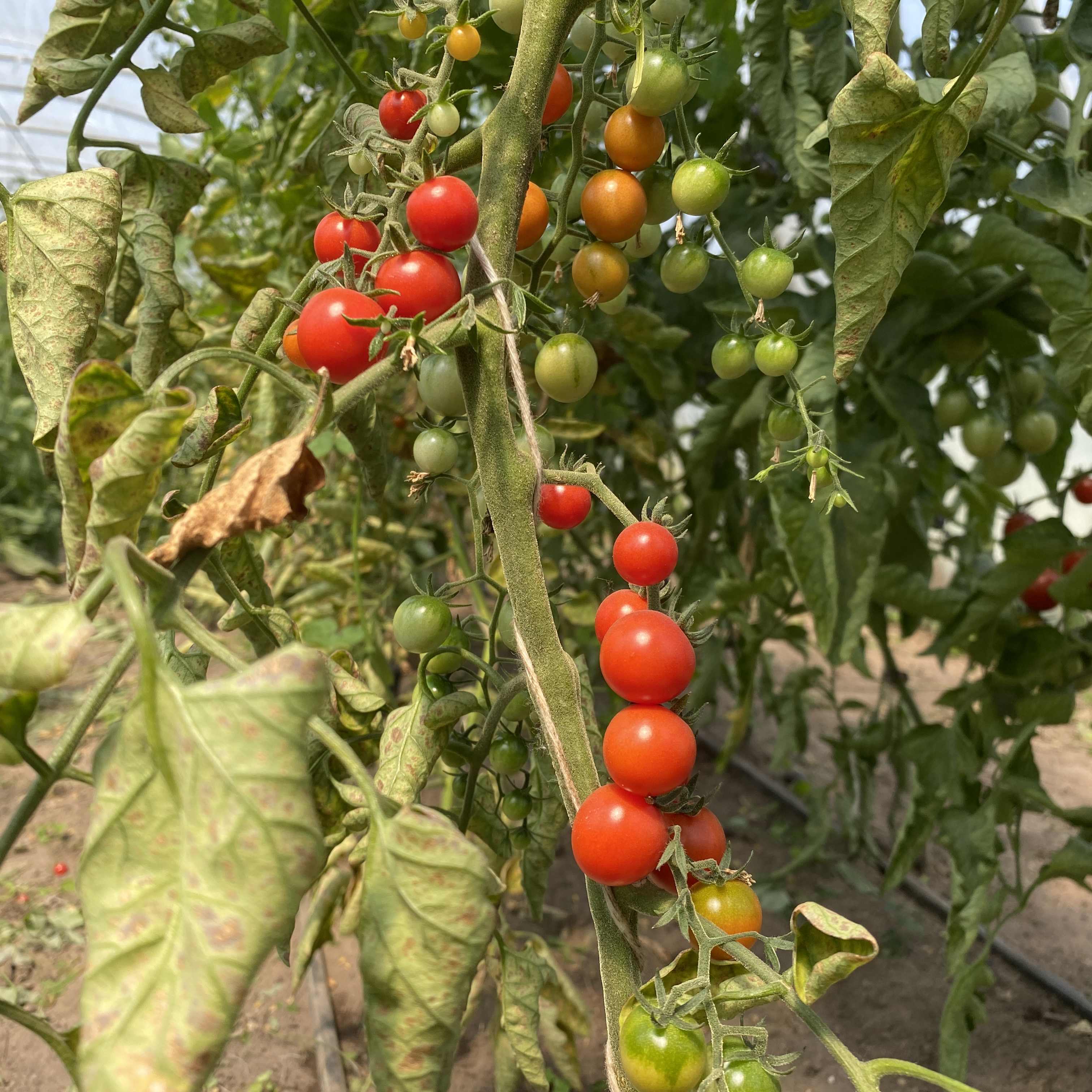Tomatensaatgut World's Smallest