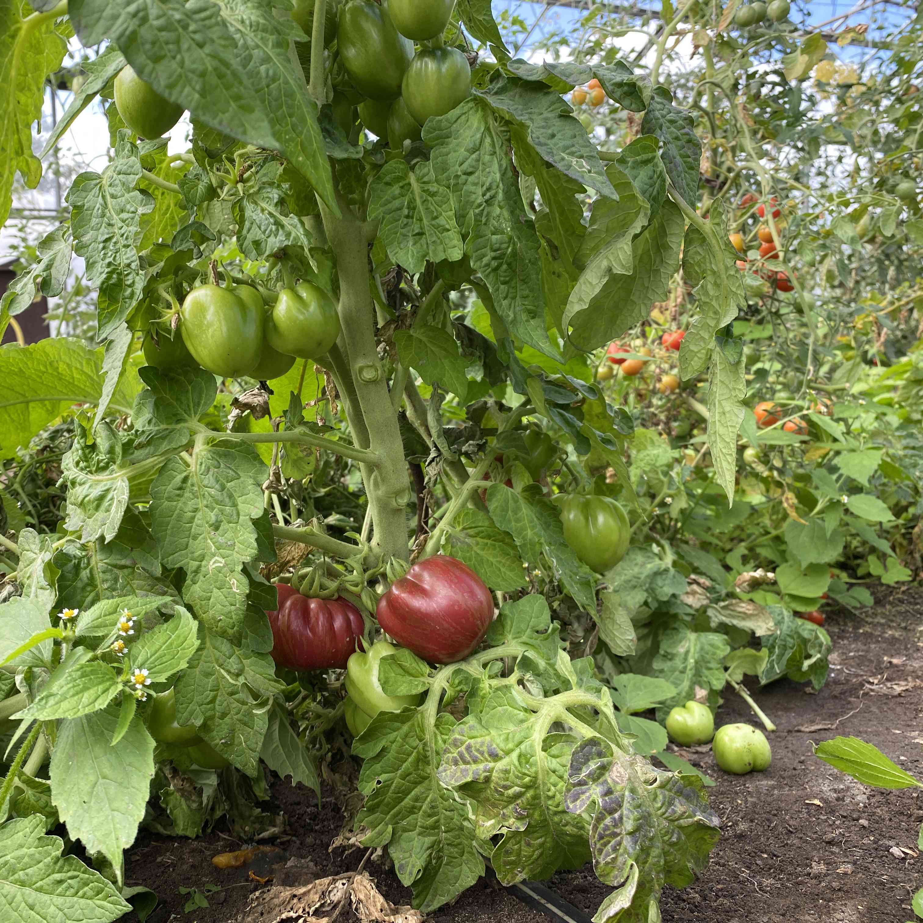 Tomatensaatgut Orion's Belt