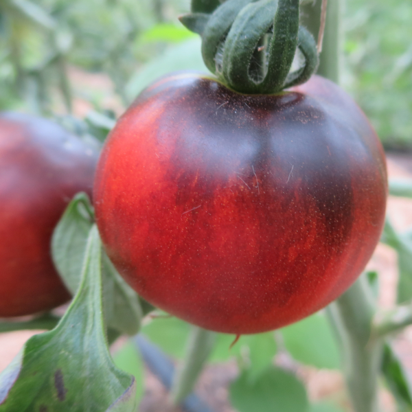 Blau/Rote Tomatenrarität