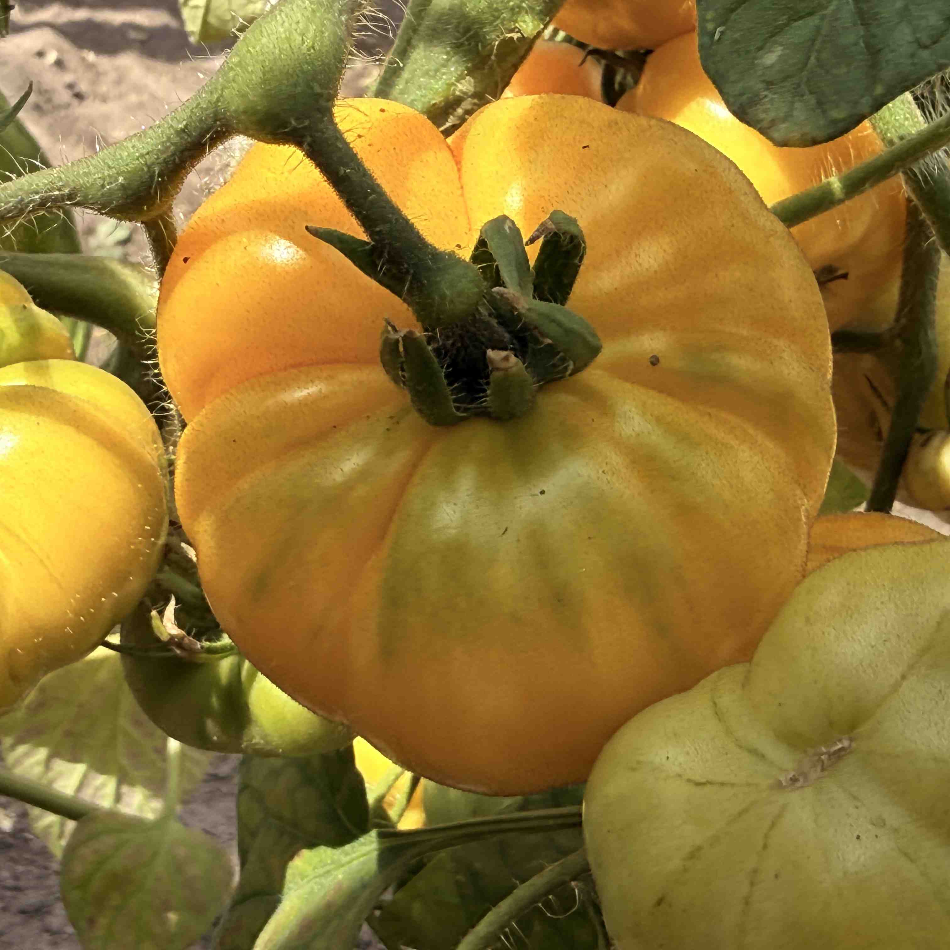 Tomatensaatgut Gail