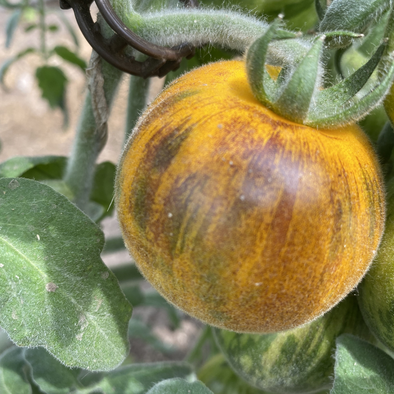 Gelbe Tomatenfrucht mit Schwarzen streifen 