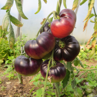 Rot und Blaue Tomazenvielfalt mit Geschmack