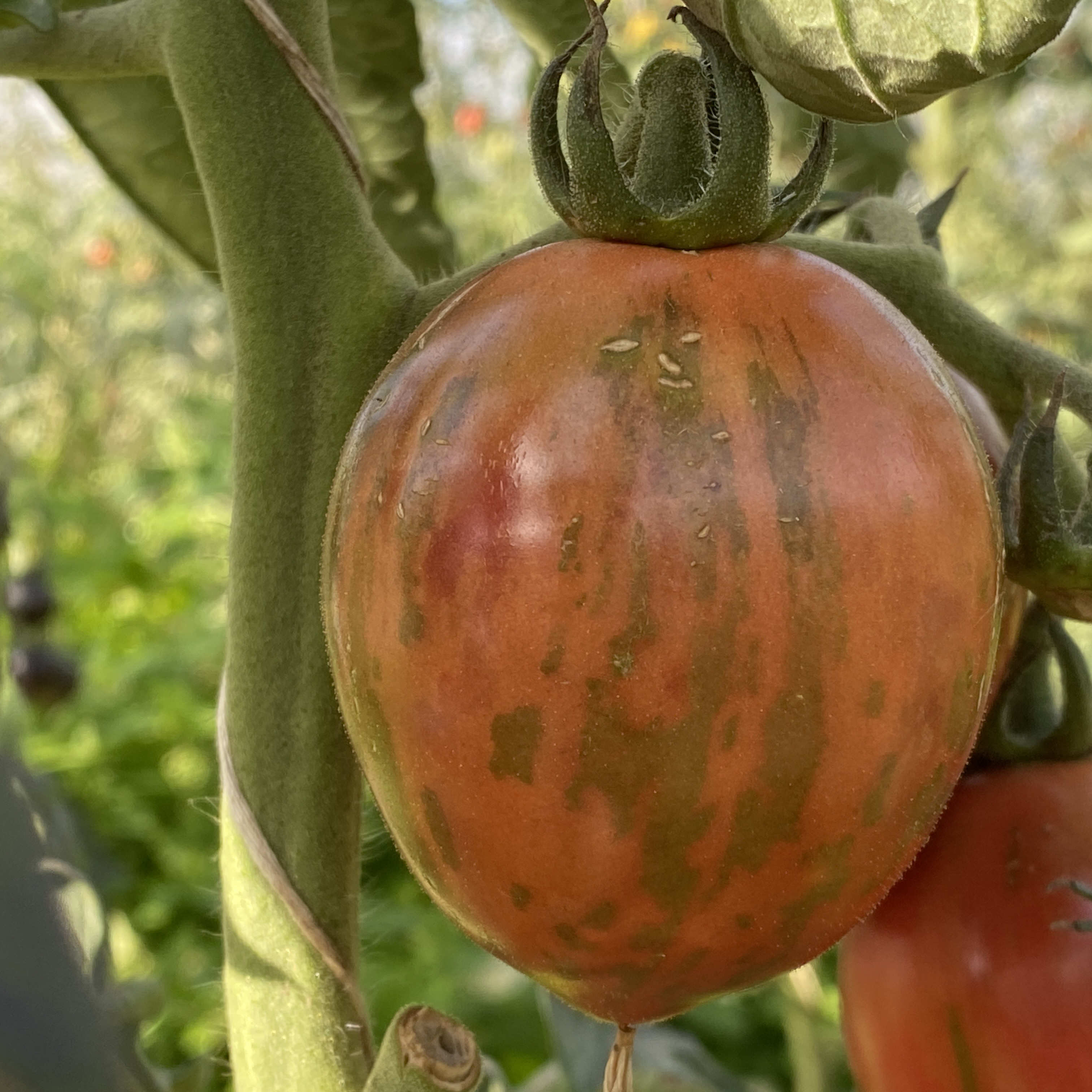 Tomatensaatgut Sailor's Luck