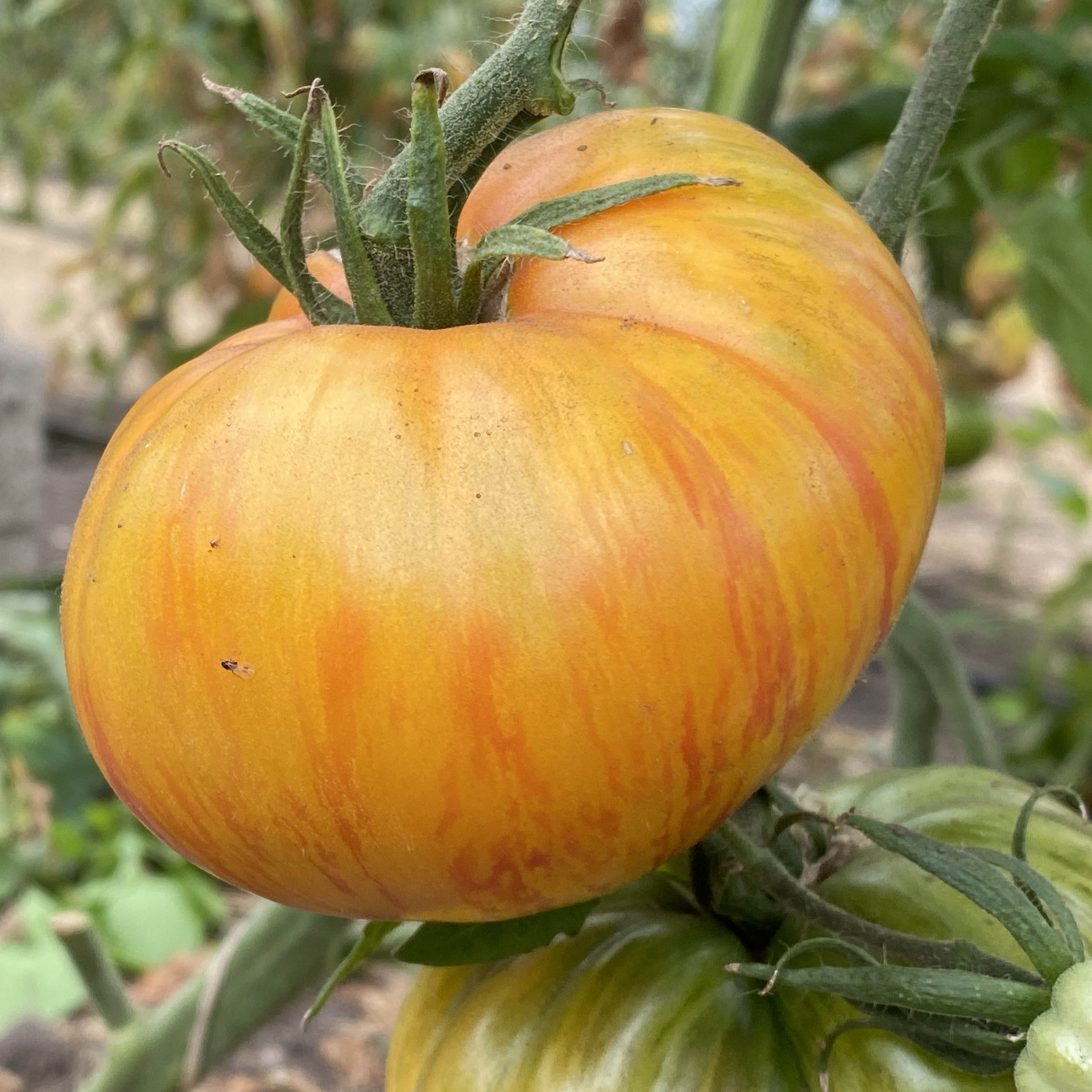 Tomatensaatgut Lover's Lunch