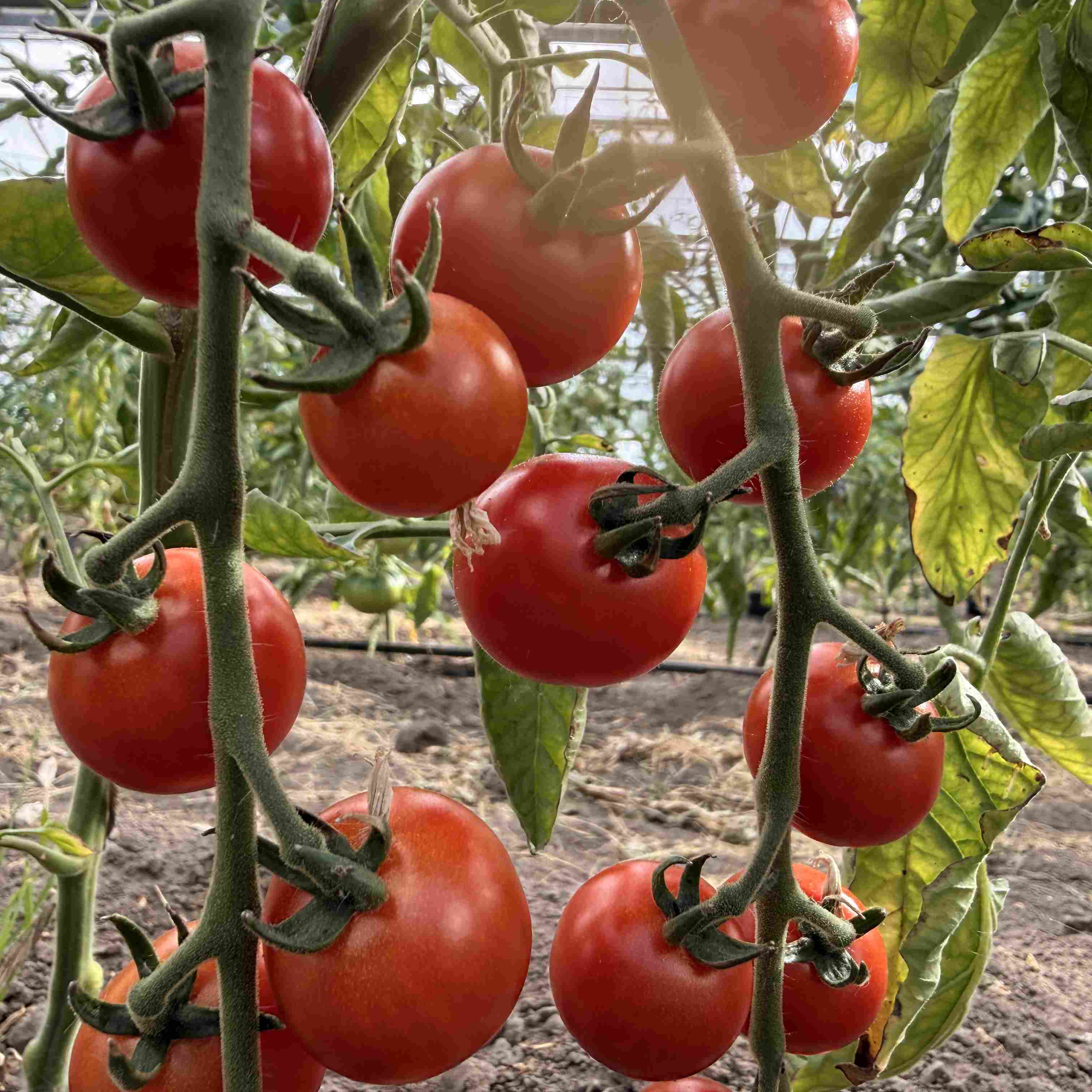 Tomatensaatgut Bolivian Obst Rot