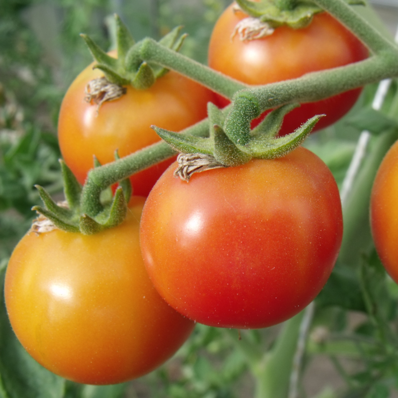 Geflammte Tomate an schöner Rispe