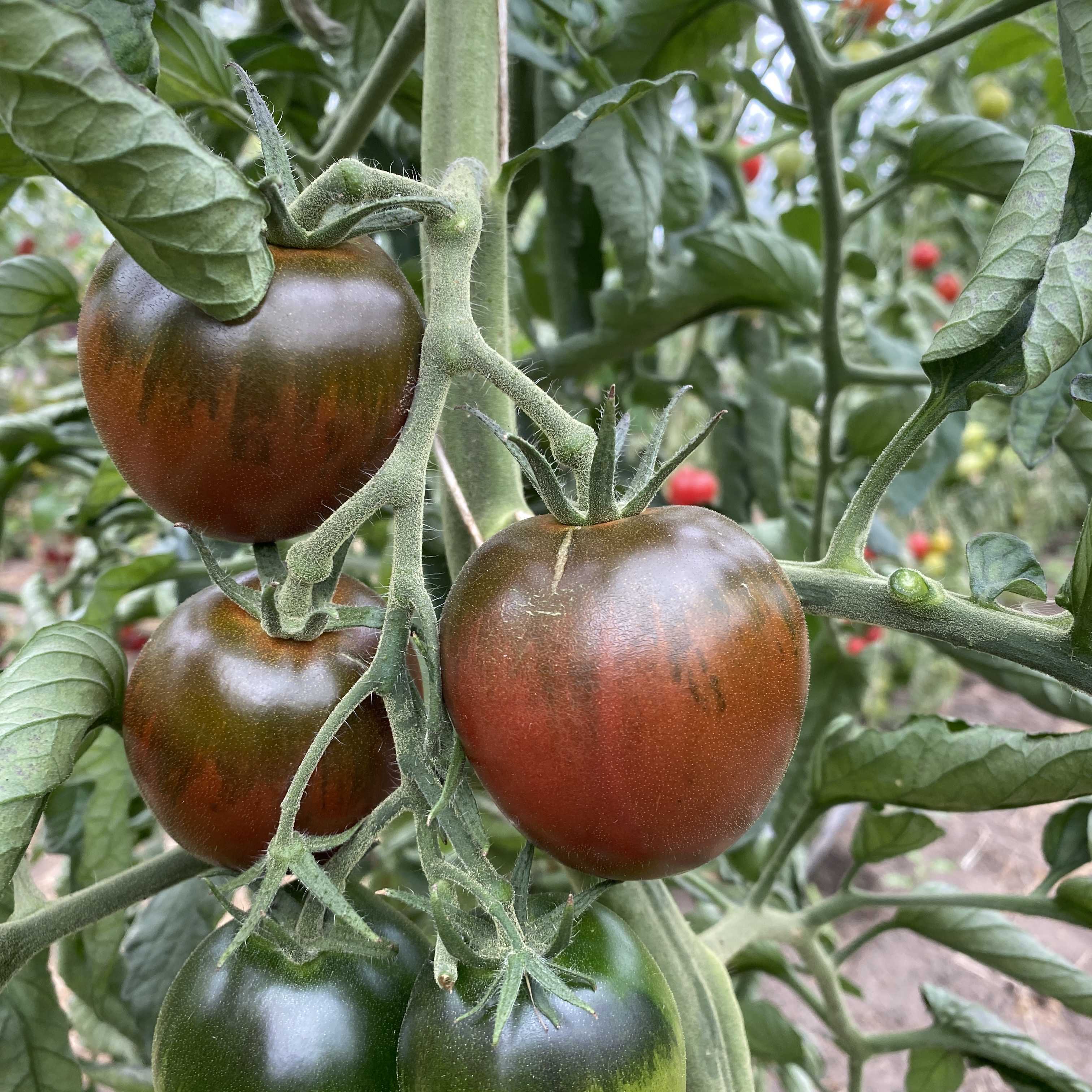 Tomatensaatgut Black Ethiopian