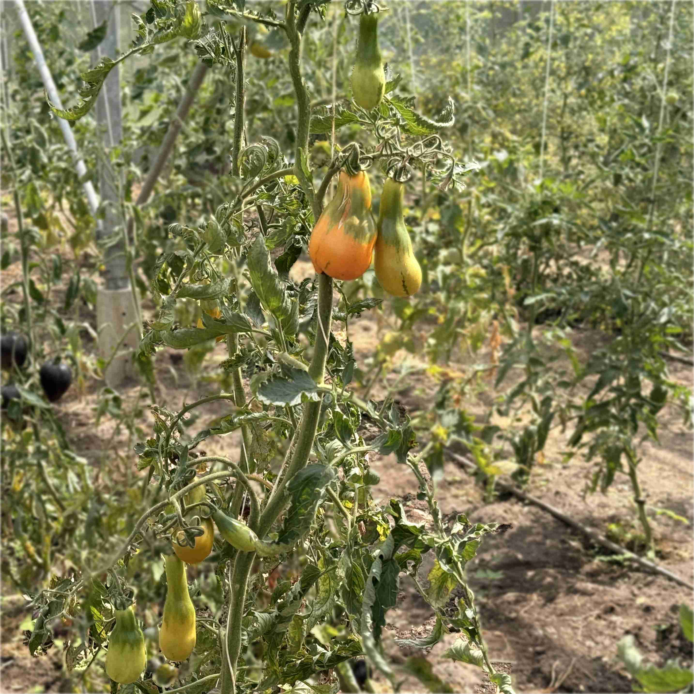 Tomatensaatgut Mila
