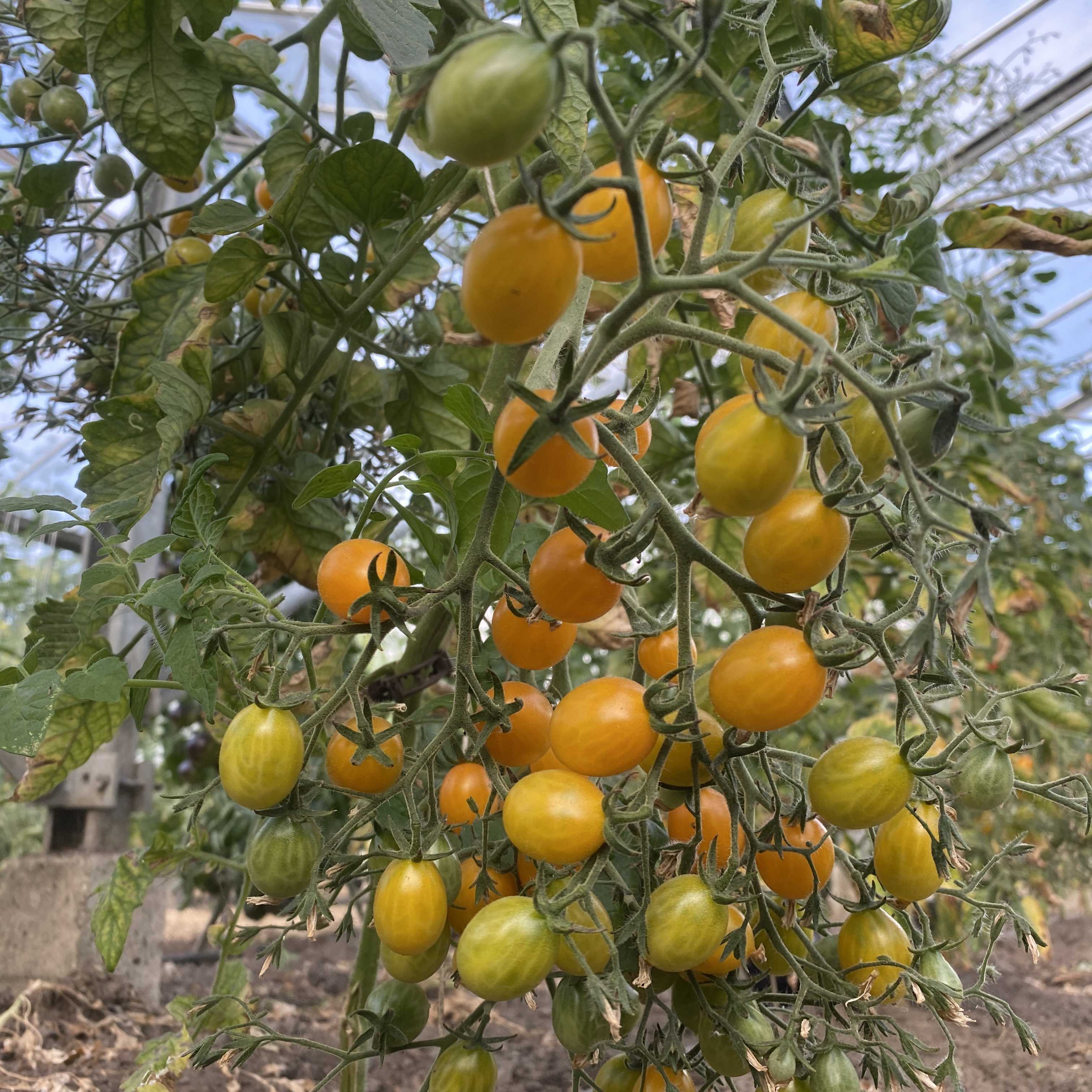 Tomatensaatgut Clementine