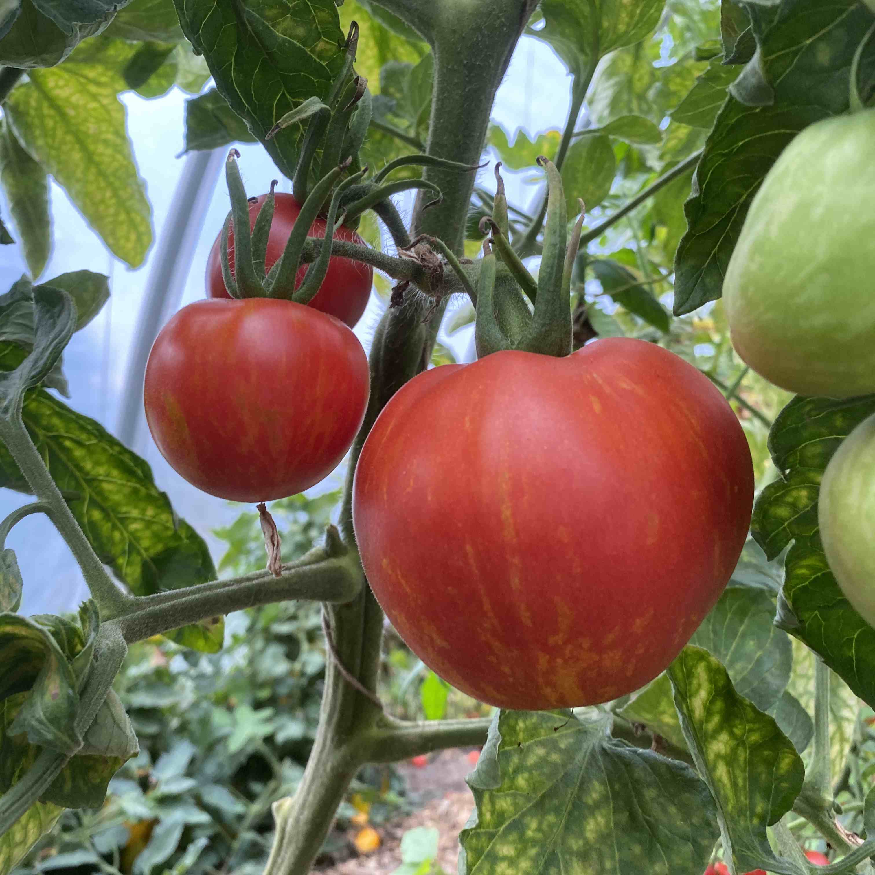 Tomatensaatgut Red Striped Fury Hog