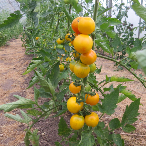 Tomatensaatgut Topaz