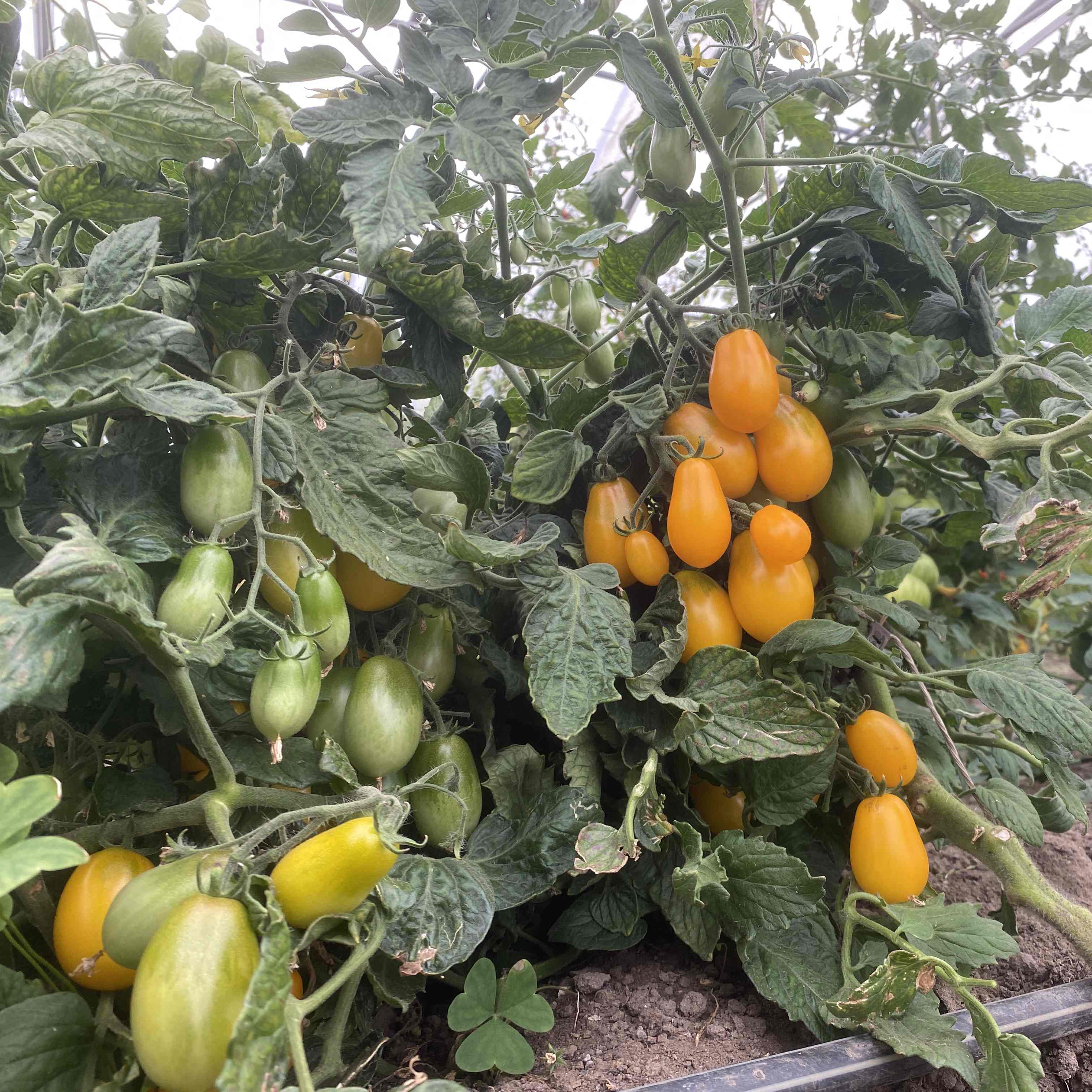 Tomatensaatgut Ampelmon