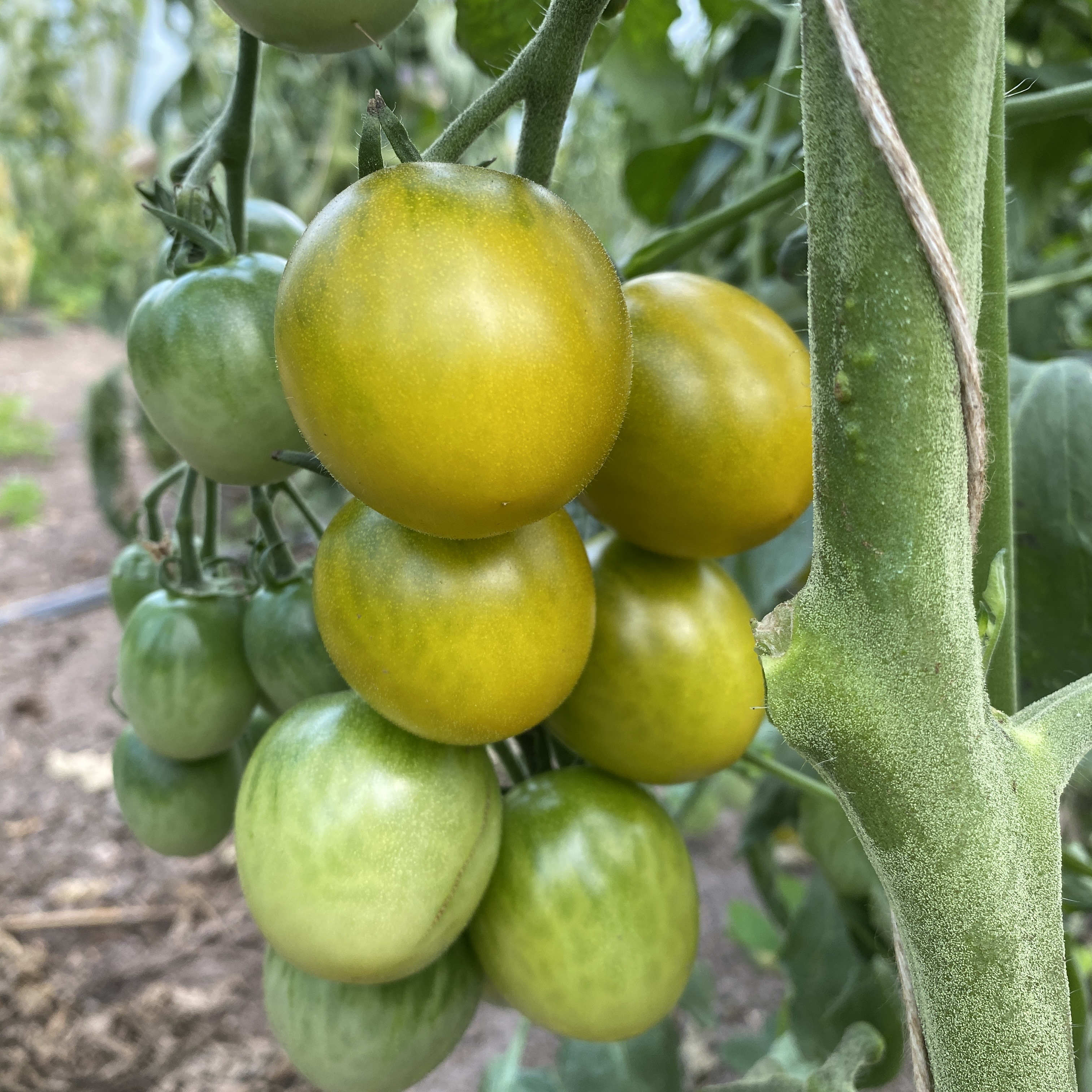 Tomatensaatgut Green Grape