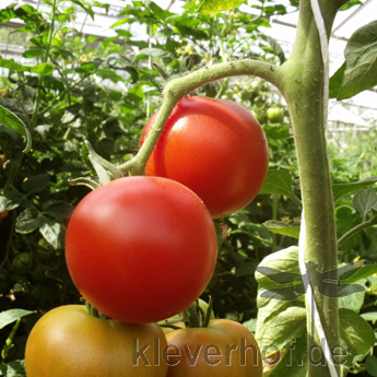 Knall rote Tomatensorte mit Geschmack 