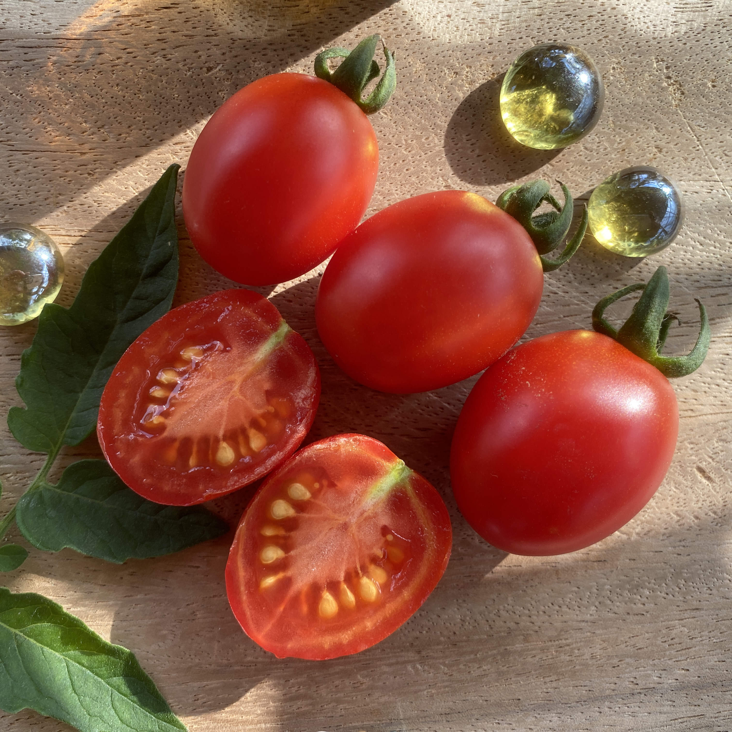 Tomatensaatgut Crumb in the Palm