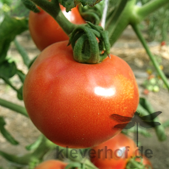 Orange und Rote Tomatenfrucht mit schönem Geschack