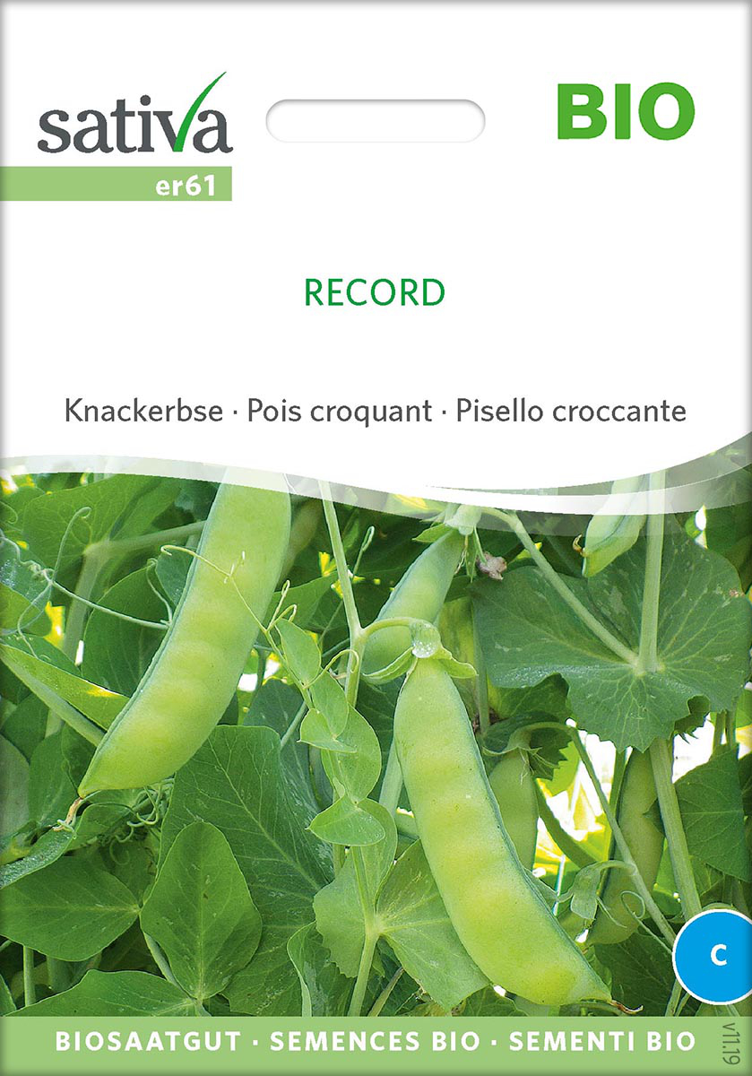 Saatgut Knackerbse Record -S- 